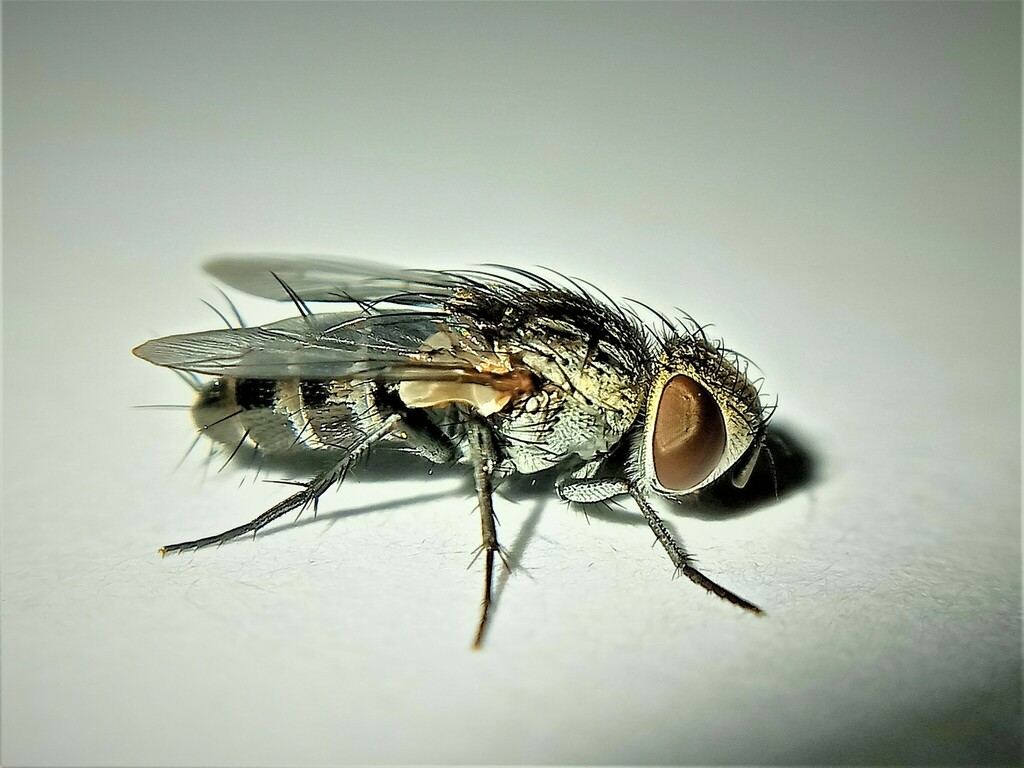 Phrosinella nasuta