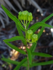 Asclepias pedicellata