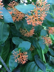 Medinilla scortechinii