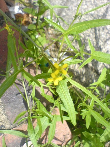eastern rocket