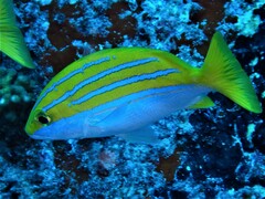 Whitebelly Snapper photo 3