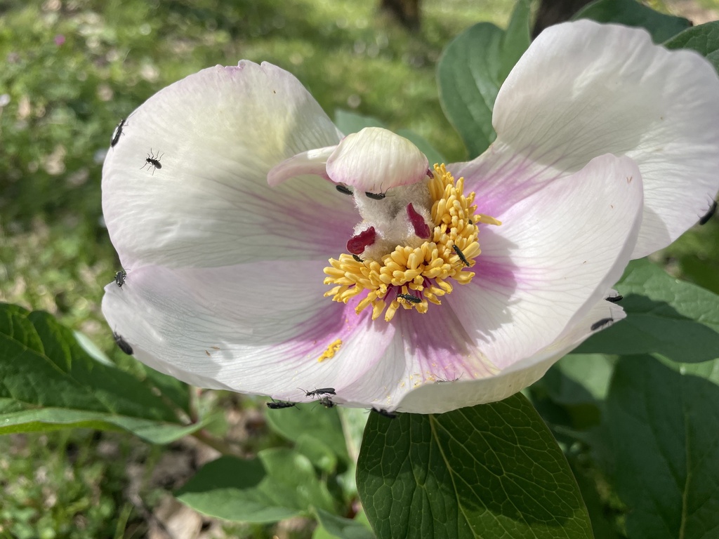 Wild peony (Paeonia mascula)