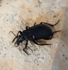 Calosoma maderae