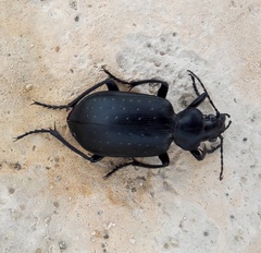 Calosoma maderae