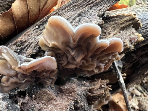 Tripe Fungus