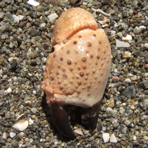 Pilumnus lumpinus
