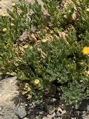 Argyranthemum tenerifae image