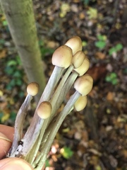 Mycena polygramma