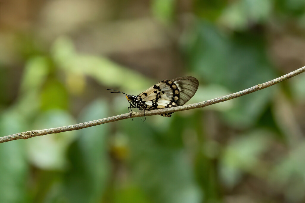 East-coast Acraea