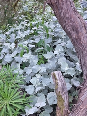 Pericallis aurita image