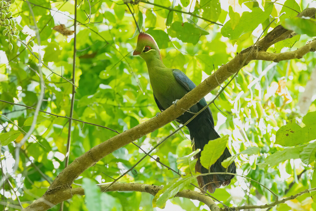 Fischer's Turaco