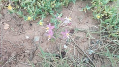 Cyanella lutea rosea