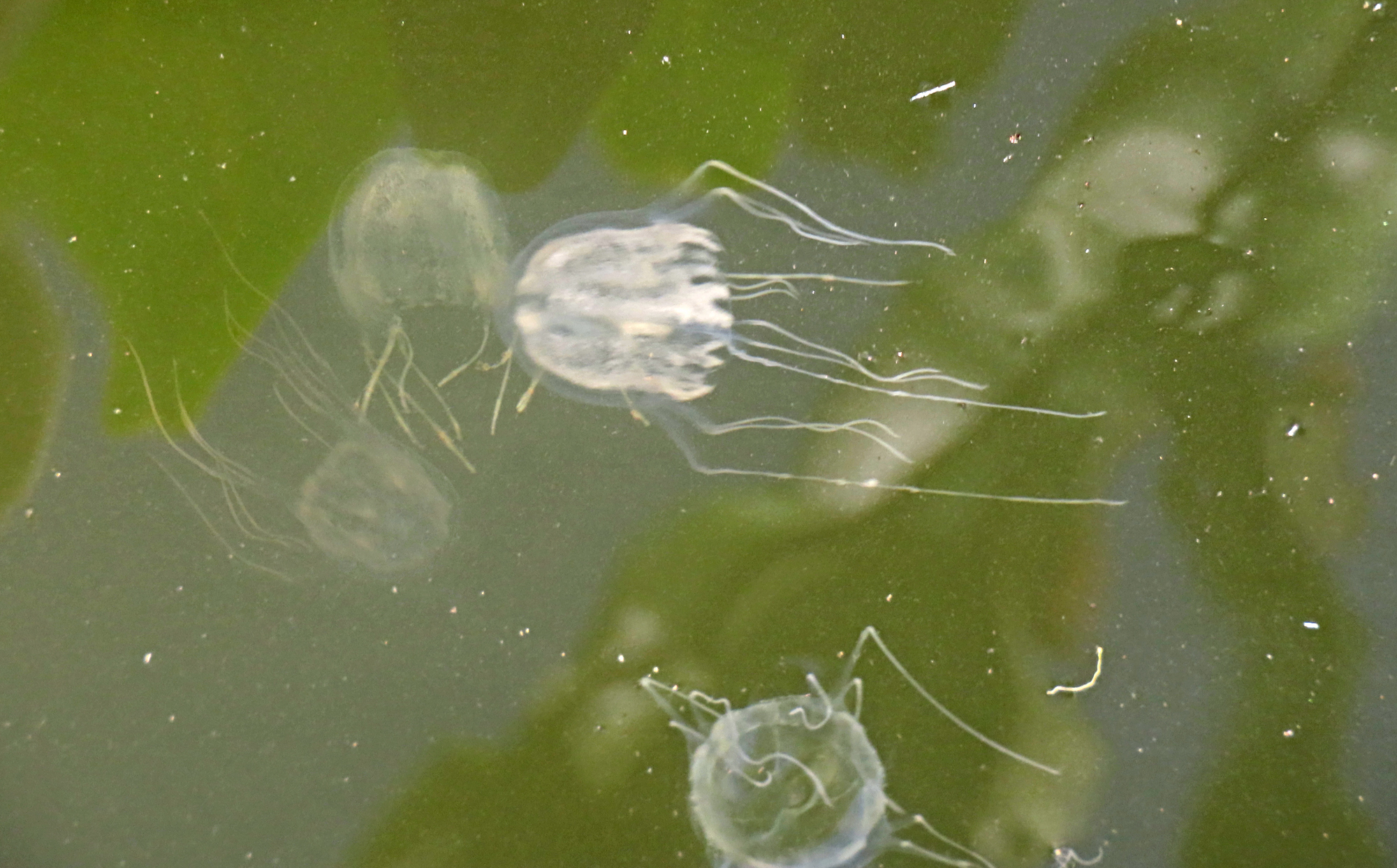 Tripedalia maipoensis Sun, Tsui, Wong, Cheung, Ng, Or & Qiu
