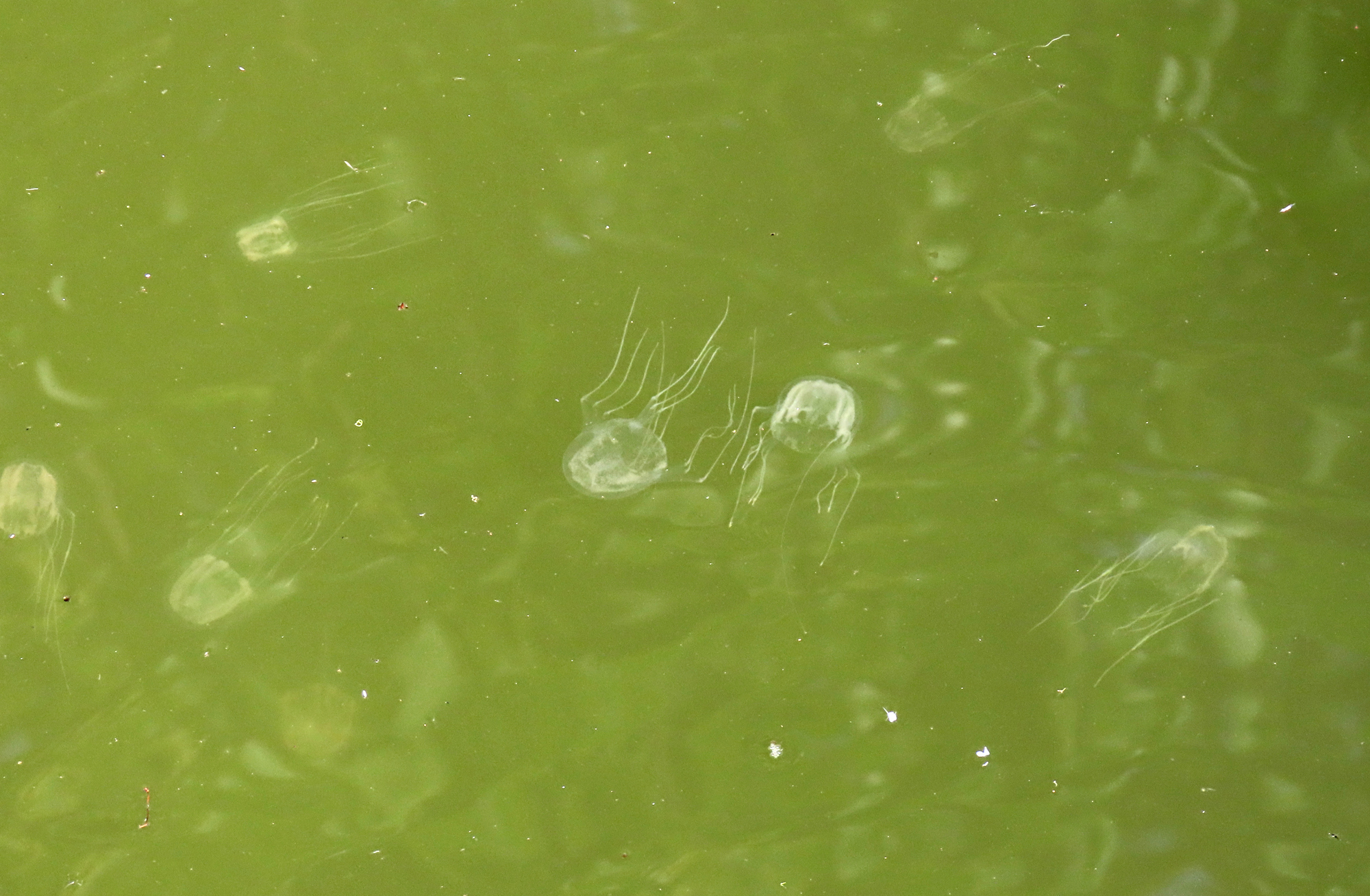 Tripedalia maipoensis Sun, Tsui, Wong, Cheung, Ng, Or & Qiu