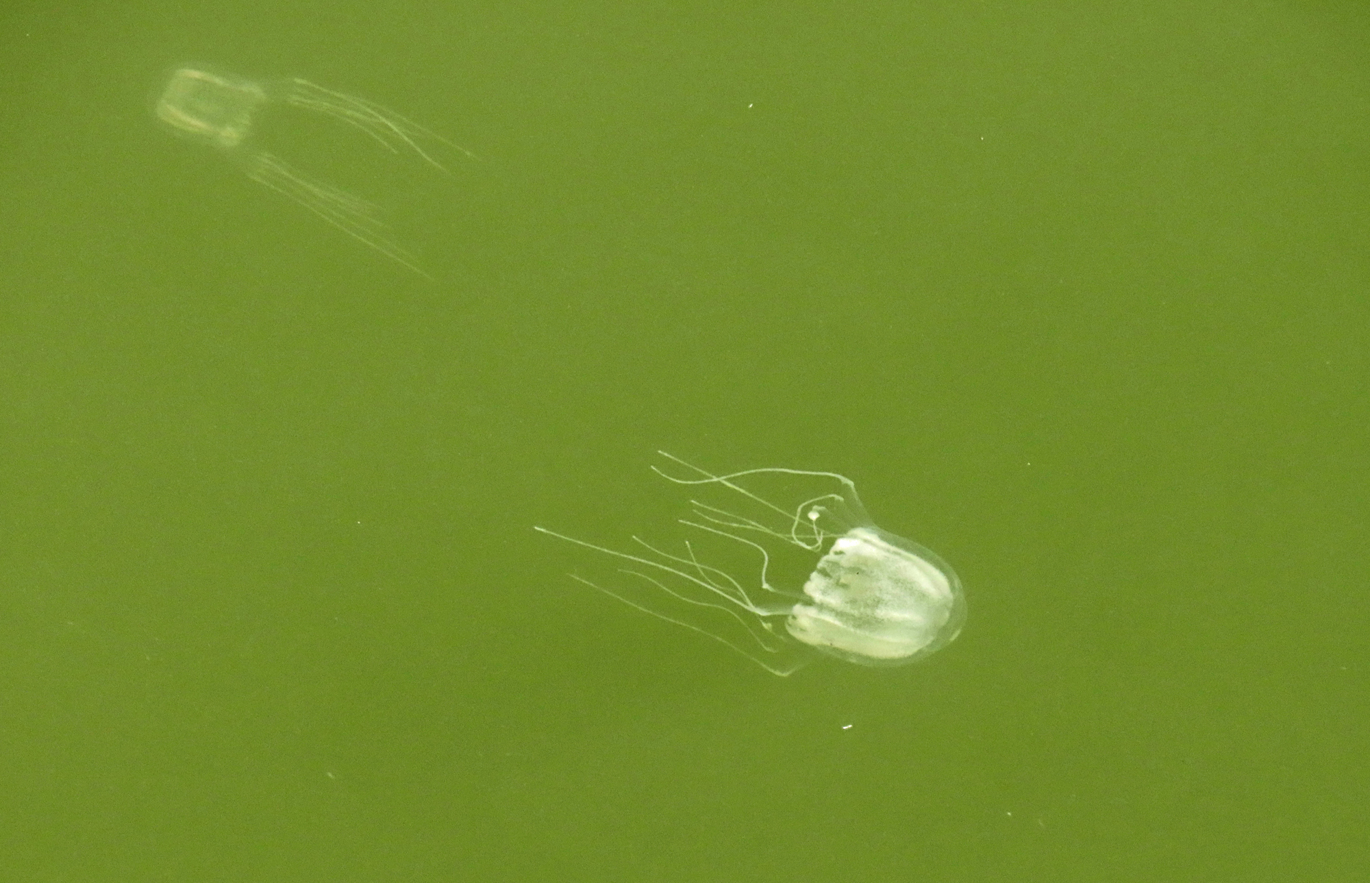 Tripedalia maipoensis Sun, Tsui, Wong, Cheung, Ng, Or & Qiu