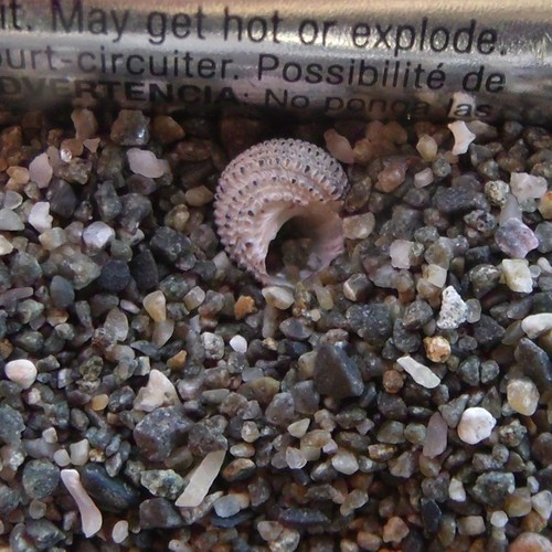 Herpetopoma bellum