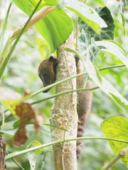 Nasua olivacea