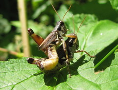Melanoplus confusus