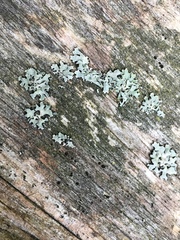 Xylographa parallela