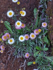 Erigeron karvinskianus image