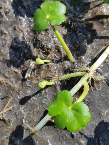 Hydrocotyle ranunculoides image