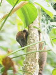 Nasua olivacea