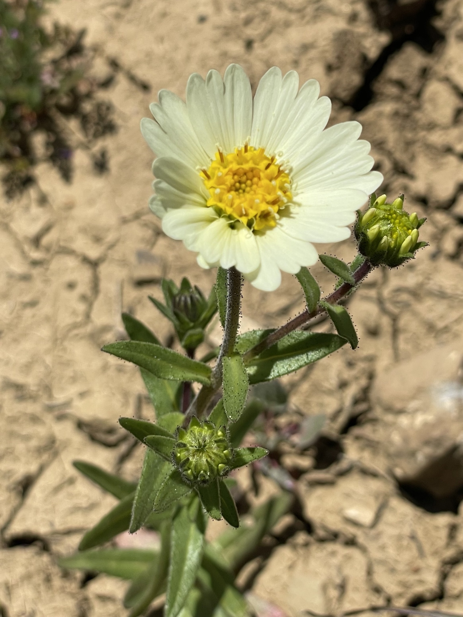 Layia heterotricha