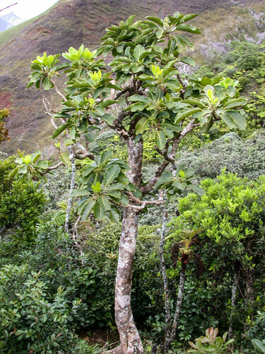 Meryta pauciflora observed 2002-04-04
