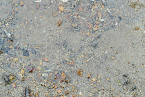 Ochetostoma erythrogrammon