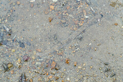 Ochetostoma erythrogrammon