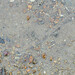 Ochetostoma erythrogrammon