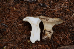 Catathelasma