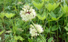Allium victorialis