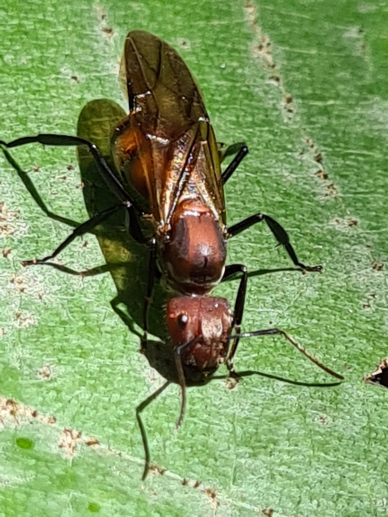 Camponotus mocsaryi