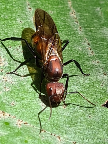 Camponotus mocsaryi