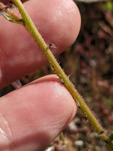 Image of Gilia latiflora by (c) Ken-ichi Ueda, some rights reserved (CC BY)