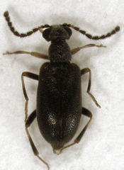 Zenascus obscurus
