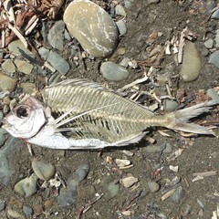 Nemadactylus macropterus