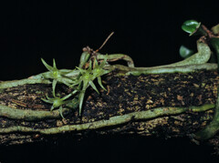 Mystacidium tanganyikense image