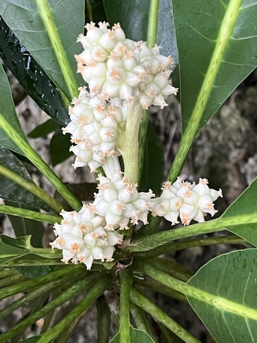 Meryta senfftiana