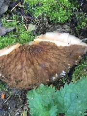 Pluteus umbrosus