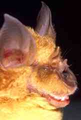 Rhinolophus sakejiensis