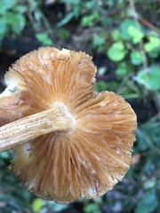 Pluteus umbrosus