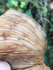 Pluteus umbrosus