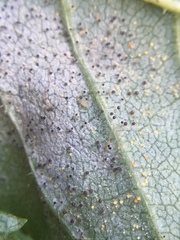 Phyllactinia fraxini