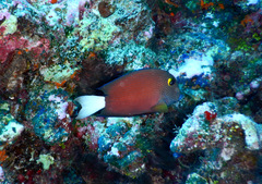 Ctenochaetus flavicauda