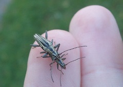 Navomorpha sulcata
