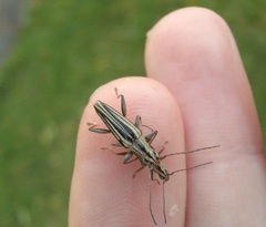 Navomorpha sulcata
