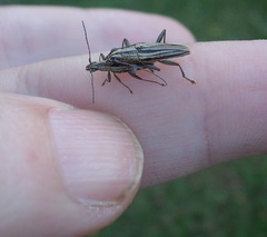 Navomorpha sulcata