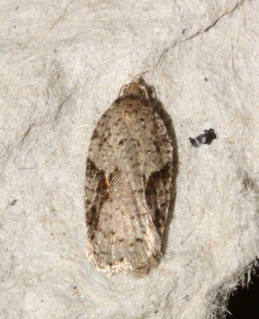 Acleris cornana from Parc régionale de la rivière Métis on April 23 ...